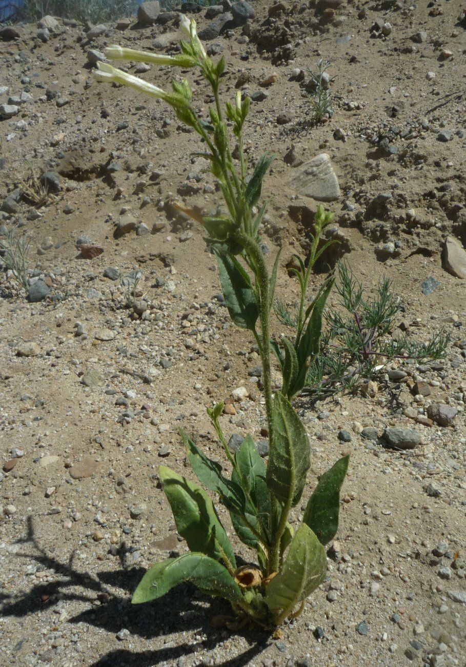 High Resolution Nicotiana attenuata Plant